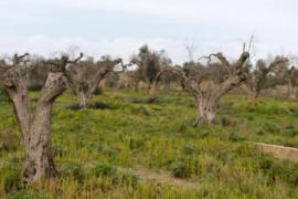 La región Valona detiene la bacteria destructora de los olivos sin pesticida La región Valona detiene la bacteria destructora de los olivos sin pesticida